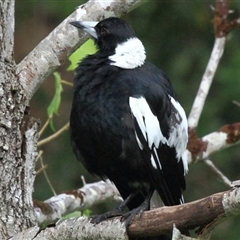 Gymnorhina tibicen at Gibberagee, NSW - 24 Dec 2011 by AaronClausen