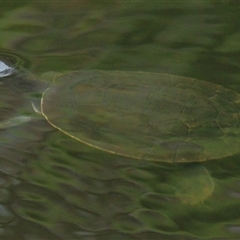 Chelodina longicollis at Gibberagee, NSW - 24 Dec 2011 by AaronClausen