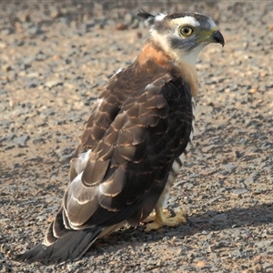 Aviceda subcristata (Pacific Baza) at Myrtle Creek, NSW by Bungybird