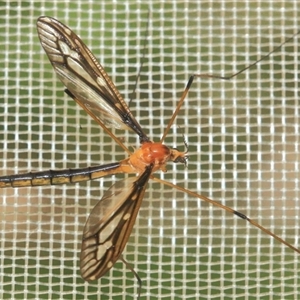 Nephrotoma australasiae at Gibberagee, NSW by Bungybird