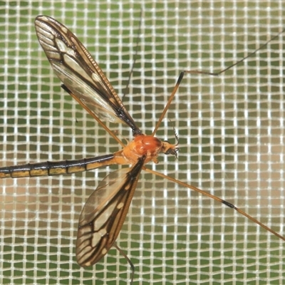 Nephrotoma australasiae at Gibberagee, NSW - 22 Dec 2011 by AaronClausen