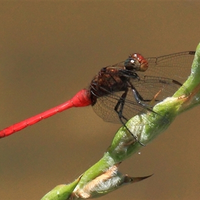 Orthetrum villosovittatum at Gibberagee, NSW - 20 Dec 2011 by AaronClausen