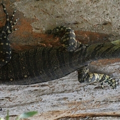 Varanus varius at Gibberagee, NSW - 20 Dec 2011 by AaronClausen