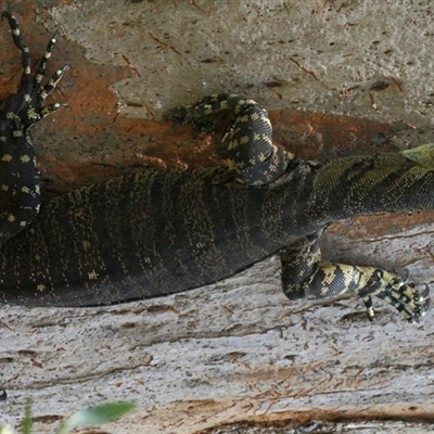 Varanus varius (Lace Monitor) at Gibberagee, NSW - 20 Dec 2011 by Bungybird