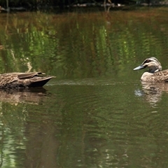 Anas superciliosa (Pacific Black Duck) at Gibberagee, NSW - 20 Dec 2011 by Bungybird