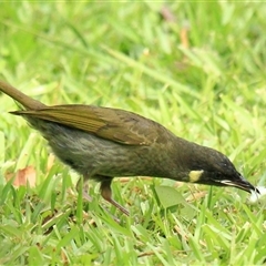 Meliphaga lewinii at Gibberagee, NSW - 20 Dec 2011 by AaronClausen