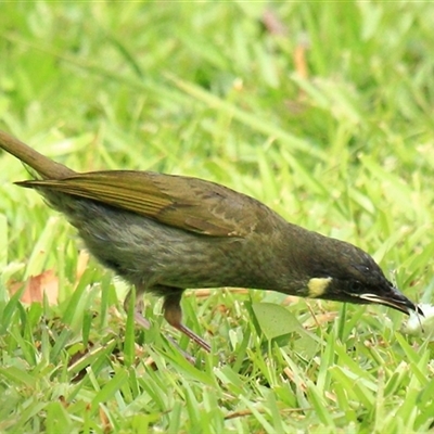 Meliphaga lewinii (Lewin's Honeyeater) at Gibberagee, NSW - 21 Dec 2011 by Bungybird