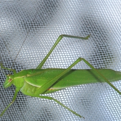 Caedicia simplex (Common Garden Katydid) at Gibberagee, NSW - 19 Dec 2011 by Bungybird