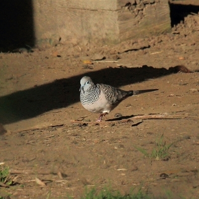 Geopelia placida at Gibberagee, NSW - 19 Dec 2011 by AaronClausen