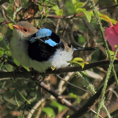 Malurus cyaneus at Gibberagee, NSW - 19 Dec 2011 by AaronClausen