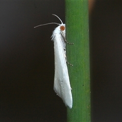 Tipanaea patulella (The White Crambid moth) at Gibberagee, NSW - 19 Dec 2011 by Bungybird