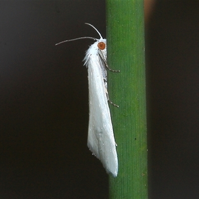 Tipanaea patulella (A Crambid moth) at Gibberagee, NSW - 19 Dec 2011 by AaronClausen