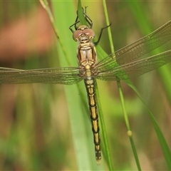 Orthetrum caledonicum at Gibberagee, NSW - 19 Dec 2011 by AaronClausen