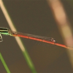 Ischnura aurora at Gibberagee, NSW - 18 Dec 2011 by AaronClausen