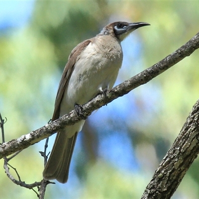 Philemon corniculatus at Gibberagee, NSW - 17 Dec 2011 by AaronClausen