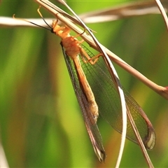 Nymphes myrmeleonoides at Gibberagee, NSW - 17 Dec 2011 by AaronClausen