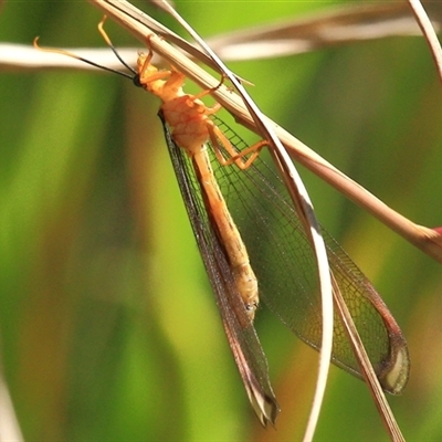 Nymphes myrmeleonoides at Gibberagee, NSW - 17 Dec 2011 by AaronClausen