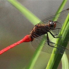 Orthetrum villosovittatum (Fiery Skimmer) at Gibberagee, NSW - 17 Dec 2011 by Bungybird