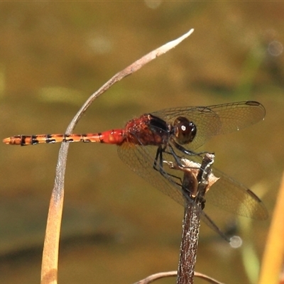 Diplacodes melanopsis at Gibberagee, NSW - 17 Dec 2011 by AaronClausen