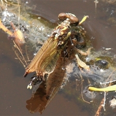 Austroepigomphus praeruptus at Gibberagee, NSW - 17 Dec 2011 by AaronClausen