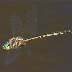 Hemicordulia australiae at Gibberagee, NSW - 17 Dec 2011 by AaronClausen