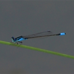 Ischnura heterosticta (Common Bluetail Damselfly) at Gibberagee, NSW - 18 Dec 2011 by Bungybird