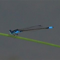 Ischnura heterosticta at Gibberagee, NSW - 17 Dec 2011 by AaronClausen