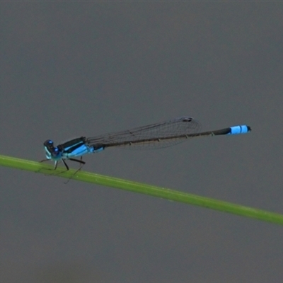 Ischnura heterosticta (Common Bluetail Damselfly) at Gibberagee, NSW - 18 Dec 2011 by Bungybird