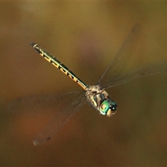 Hemicordulia australiae at Gibberagee, NSW - 16 Dec 2011 by AaronClausen