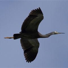 Egretta novaehollandiae (White-faced Heron) at Gibberagee, NSW - 16 Dec 2011 by Bungybird