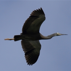 Egretta novaehollandiae at Gibberagee, NSW - 16 Dec 2011 06:28 PM