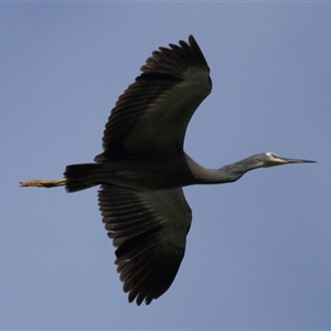 Egretta novaehollandiae at Gibberagee, NSW - 16 Dec 2011