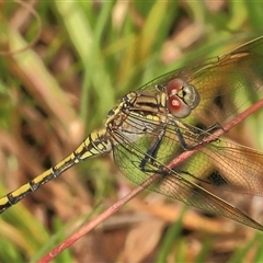 Orthetrum caledonicum at Gibberagee, NSW - 16 Dec 2011 by AaronClausen