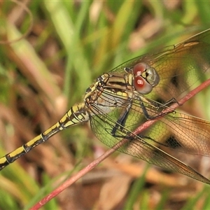 Orthetrum caledonicum at Gibberagee, NSW - 16 Dec 2011