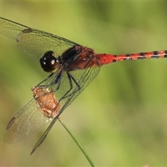 Diplacodes melanopsis (Black-faced Percher) at Gibberagee, NSW - 16 Dec 2011 by Bungybird