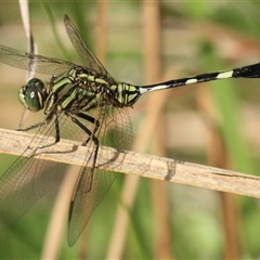 Orthetrum sabina at Gibberagee, NSW - 16 Dec 2011 by AaronClausen