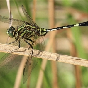 Orthetrum sabina at Gibberagee, NSW - 16 Dec 2011