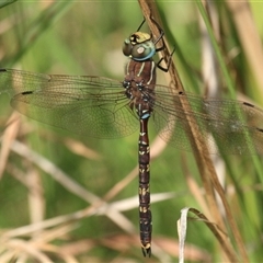 Adversaeschna brevistyla at Gibberagee, NSW - 16 Dec 2011 by AaronClausen