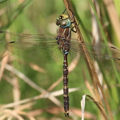 Adversaeschna brevistyla (Blue-spotted Hawker) at Gibberagee, NSW - 16 Dec 2011 by Bungybird