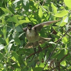 Philemon corniculatus at Gibberagee, NSW - 16 Dec 2011 by AaronClausen