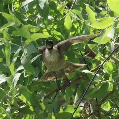 Philemon corniculatus at Gibberagee, NSW - 16 Dec 2011 by AaronClausen