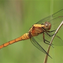 Orthetrum villosovittatum (Fiery Skimmer) at Gibberagee, NSW - 16 Dec 2011 by Bungybird