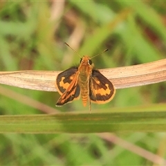 Ocybadistes walkeri at Gibberagee, NSW - 16 Dec 2011 by AaronClausen