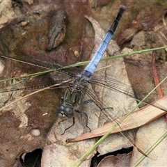 Orthetrum caledonicum (Blue Skimmer) at Gibberagee, NSW - 16 Dec 2011 by Bungybird