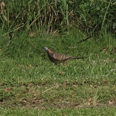 Geopelia humeralis at Gibberagee, NSW - 16 Dec 2011 by AaronClausen