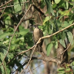 Philemon corniculatus at Gibberagee, NSW - 16 Dec 2011 by AaronClausen