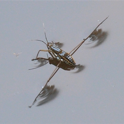 Limnogonus sp. (genus) (Water strider) at Gibberagee, NSW - 15 Dec 2011 by Bungybird