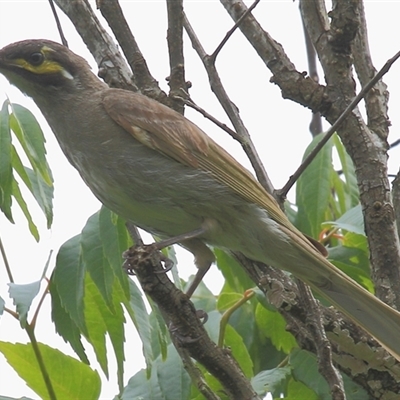 Caligavis chrysops (Yellow-faced Honeyeater) at Gibberagee, NSW - 15 Dec 2011 by Bungybird