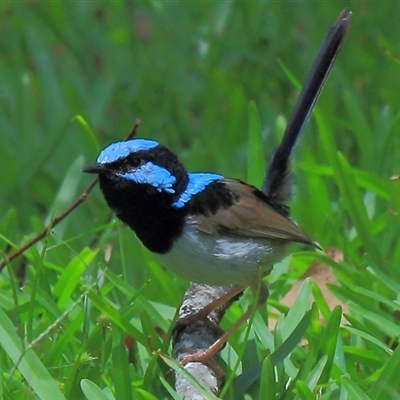 Malurus cyaneus (Superb Fairywren) at Gibberagee, NSW - 15 Dec 2011 by Bungybird