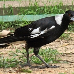 Gymnorhina tibicen at Gibberagee, NSW - 15 Dec 2011 by AaronClausen